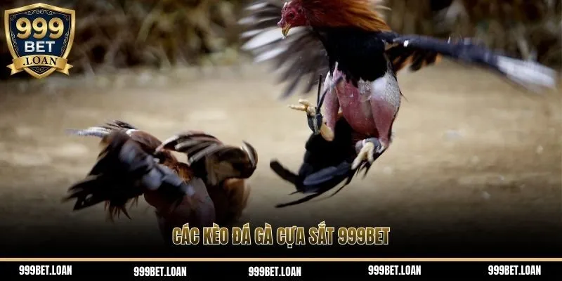 Các kèo đá gà cựa sắt 999bet