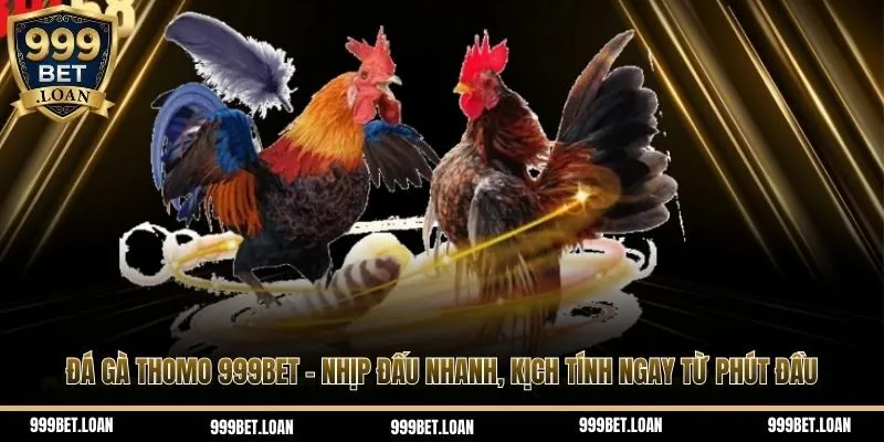 Đá gà Thomo 999bet