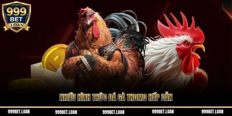 Nhiều hình thức đá gà Thomo hấp dẫn